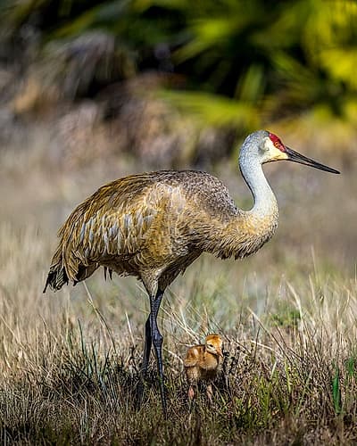 An adult sandhill crane with young colt look for bugs to eat. Art Print
